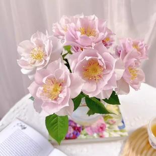 一见钟情 月季花苗 勤花单瓣耐热抗病阳台庭院盆栽