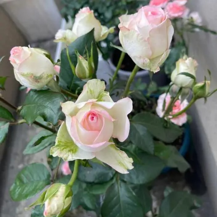 艾莎月季花苗四季开花切花玫瑰白艾莎阳台花卉盆栽绿植