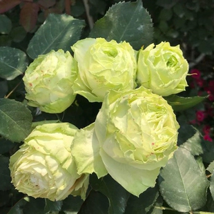 新品 若菜 切花月季花苗浅绿色包子花期持久勤花阳台庭院抗病