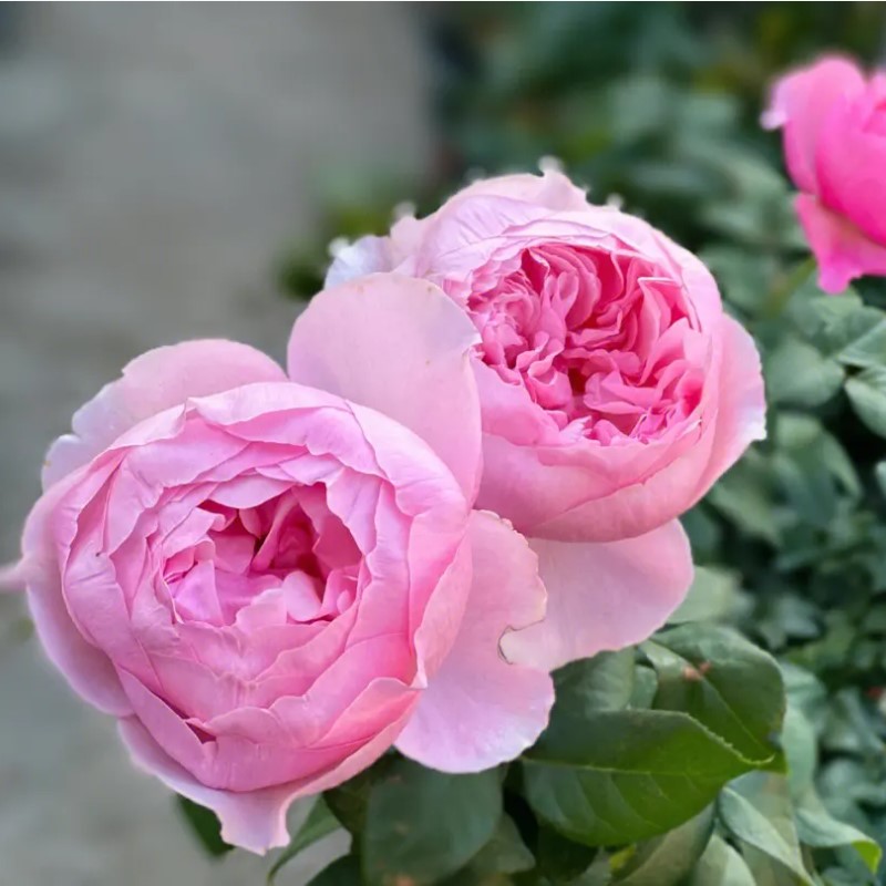 凯丽 浓香灌木切花扦插月季花苗阳台庭院盆栽多季节勤花小苗