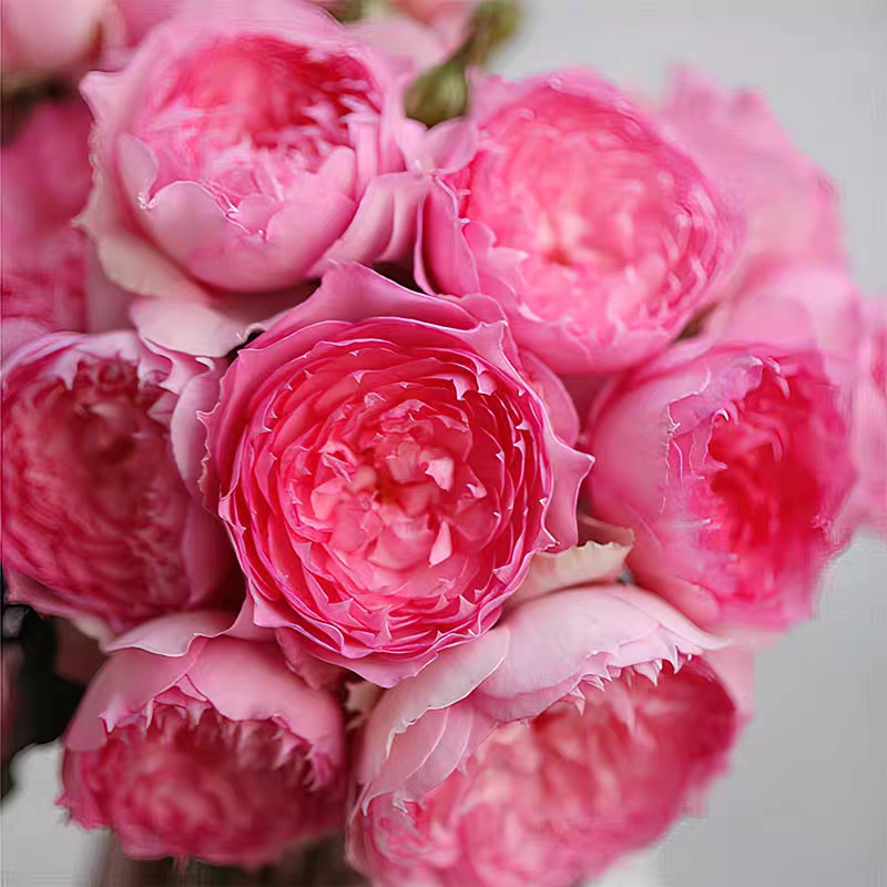 新品 溶溶月 月季花苗灌木勤花美人尖淡香直立型月季阳台庭院盆栽