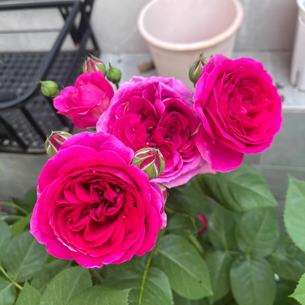 索菲露易丝 月季花苗德国丹陶切花欧月季大花强香抗病庭院盆栽