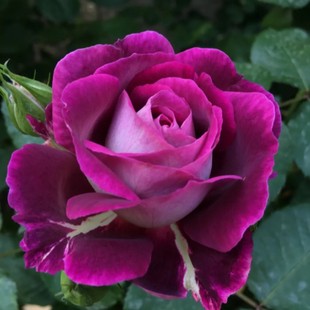 合唱团 月季扦插花苗大花浓香紫色灌木丰花院阳台绿植花卉