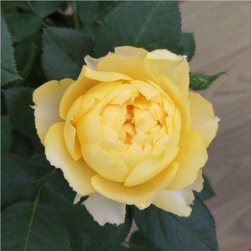 金丝雀月季花苗盆栽灌木月季特大花玫瑰四季开花抗病性强阳台庭院