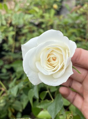 藤冰山 藤本月季 花量大长势快庭院阳台 白色耐寒耐热蔷薇篱笆