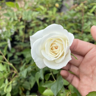藤冰山 藤本月季 花量大长势快庭院阳台 白色耐寒耐热蔷薇篱笆