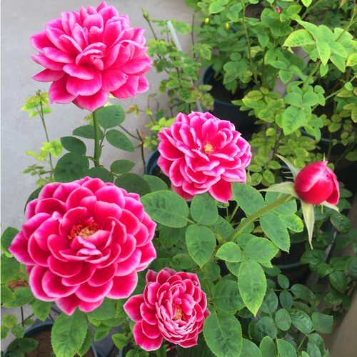 灌木盆栽日本玛丽切花月季花苗 玫瑰 带花苞勤花月季四季开花不断