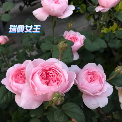 瑞典女王 月季大花朵浓香四季玫瑰花盆栽阳台花卉扦插花苗