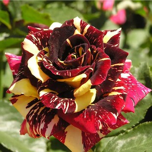 流星雨月季花苗 切花玫瑰 变异品种 可开多种花色 阳台花卉盆栽