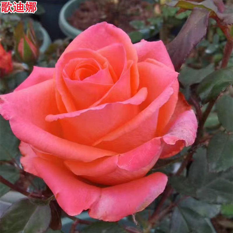 新品歌迪娜/戈月季花苗图片