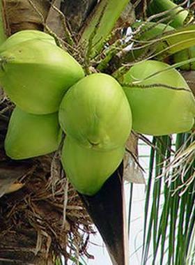 NAISSANCE有机基础油 芝麻油 摩洛哥坚果油 牛油果油 荷荷巴油