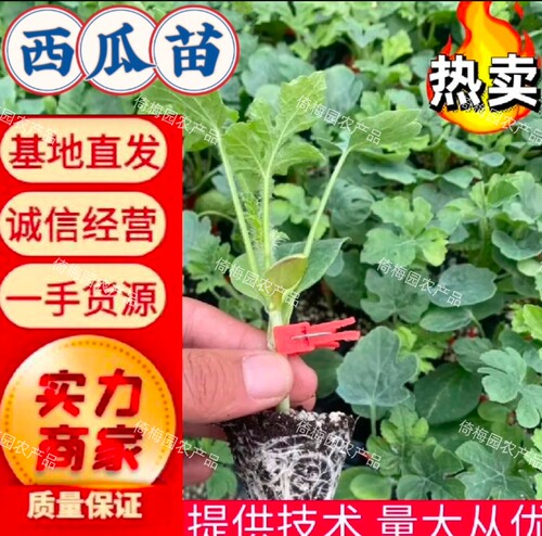 一苗爆甜种西瓜苗坐享甜蜜丰收