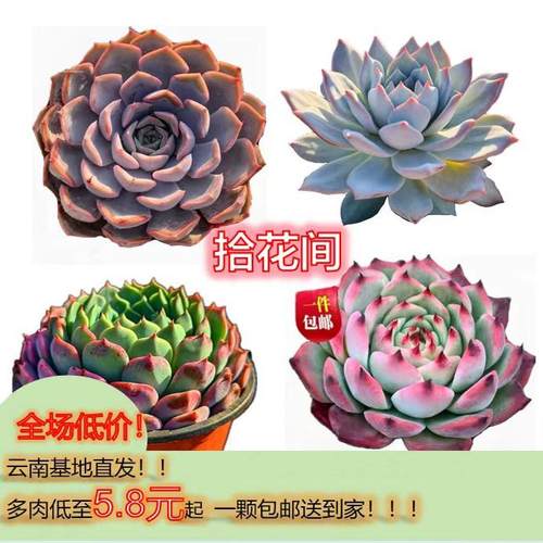 云南多肉单头系列莲花座绿植盆栽