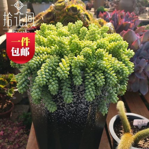 云南彩虹奶油玉坠多肉雪花玉坠爆盆吊坠新手四季好养阳台桌面盆栽