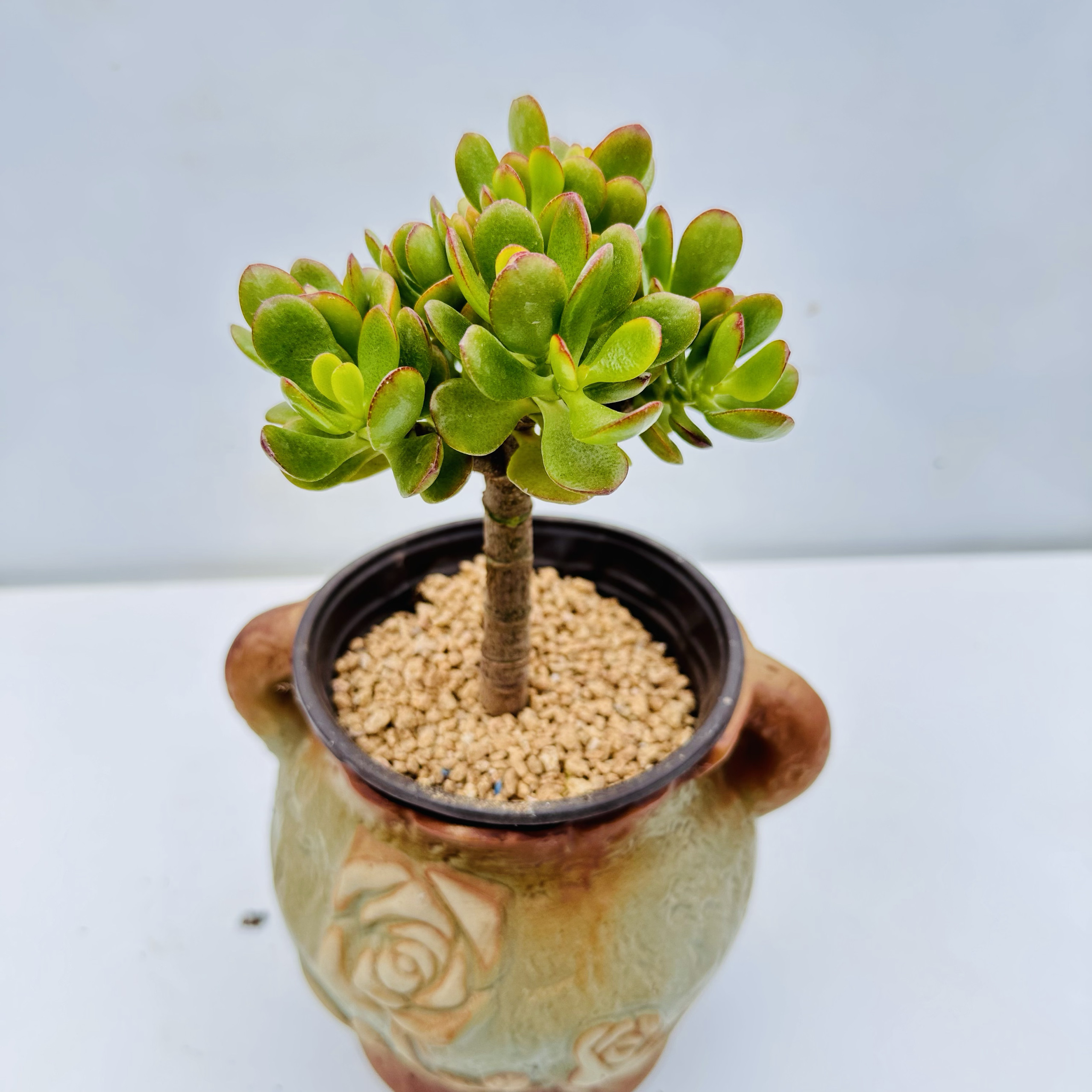 姬红花月树形小老庄多肉植物 小叶玉树四季好养拾花间云南多肉