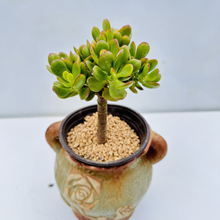 姬红花月树形小老庄多肉植物 好养拾花间云南多肉 小叶玉树四季