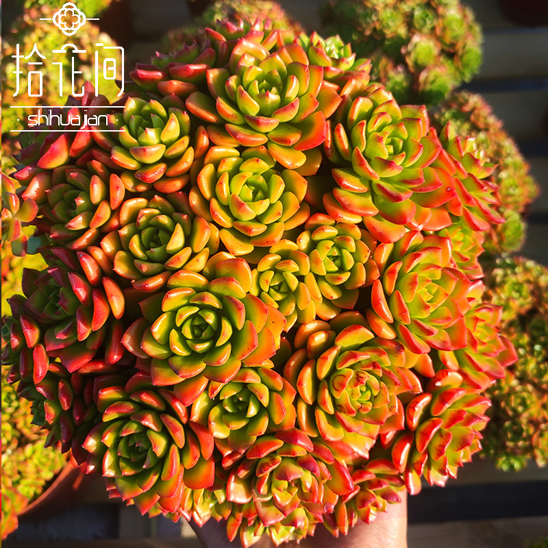 黄金火焰蒂亚群生多头经典多肉植物拾花间包邮云南昆明露养多肉