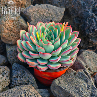 荷花 云南精选多肉植物 花月夜阳台庭院盆栽