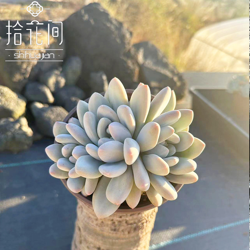 香水多肉植物阳台盆栽云南