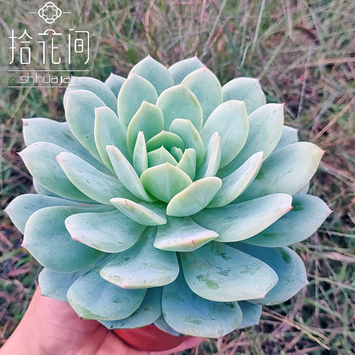拾花间阳台庭院多肉大单头恋曲