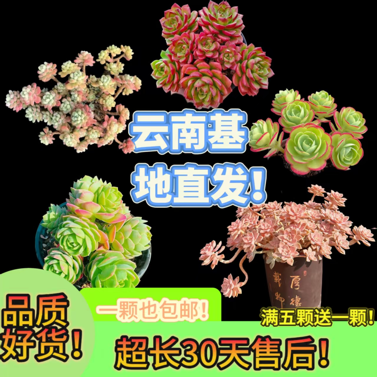 姬秋丽多肉植物好养超大捧盆栽