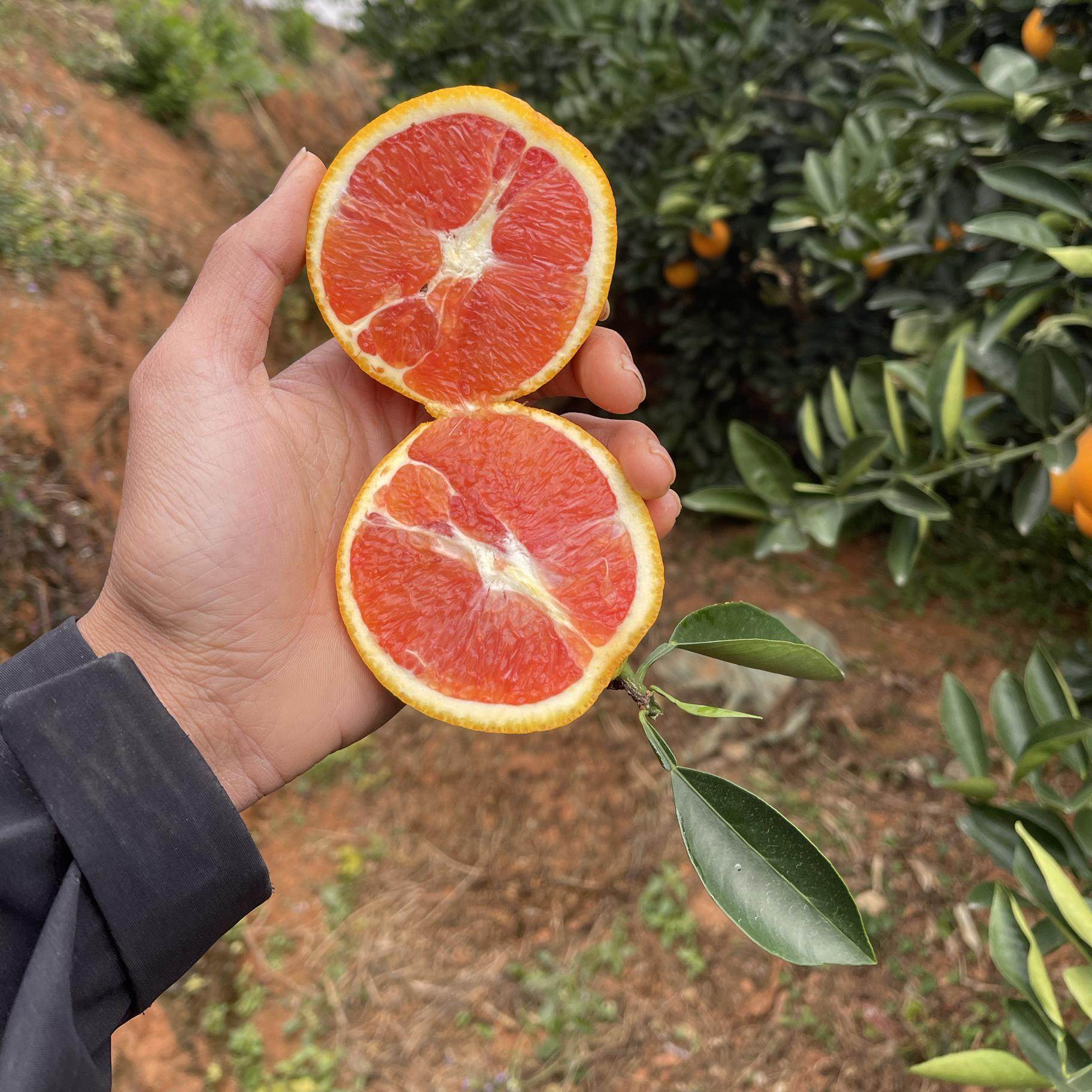正宗江西赣南精选血橙雪橙卡拉红肉橙子新鲜现摘孕妇水果5斤包邮,水产肉类/新鲜蔬果/熟食,橙,淘宝优惠券,粉丝福利购,淘宝优惠卷