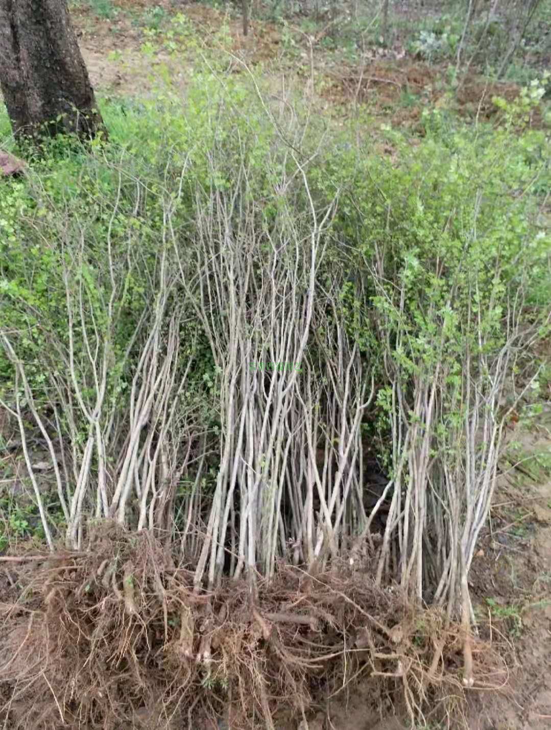 榔榆苗盆景树桩疙瘩榔榆小叶榆树苗室内办公室庭院绿植盆景盆栽