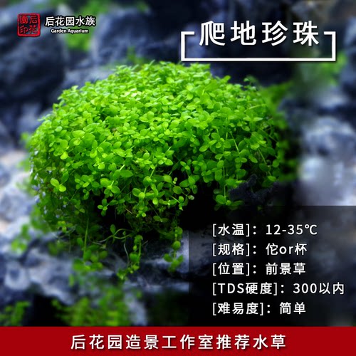 水草前景爬地迷你矮天胡荽