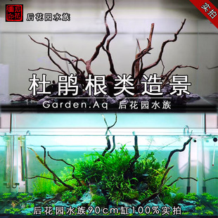 草缸造景 杜鹃根造景 水草缸造景 造景 后花园水族造景