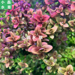 小磊水草 紫虎耳阳性草荷兰景发色草缸水下叶