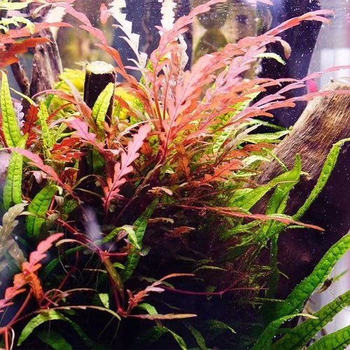 鱼缸造景中后景草淡水植物活uk羽裂水蓑衣雨裂草雨蝶前草阴性有茎