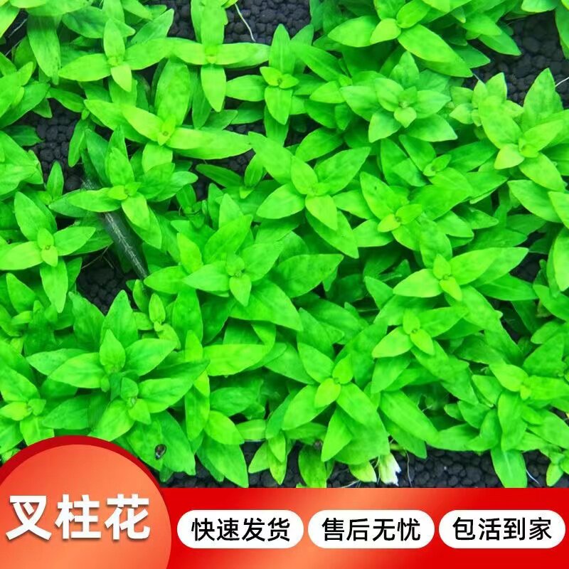 南美叉柱花无菌杯水草不长高鱼缸水草