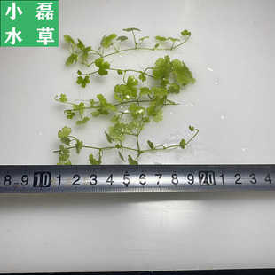 迷你袖珍天胡荽天湖葵天湖荽鱼缸造景前景草阴性活体爬地水草