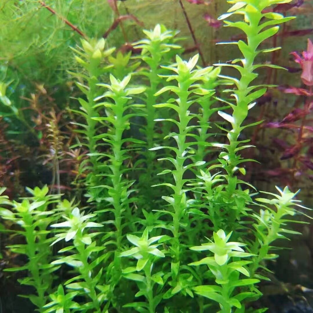 水草莲花座太阳宽叶太阳造景草鱼缸水景水族水下叶荷兰景新手稀有