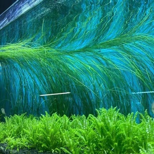 ADA线叶谷精古精水草自来水养 鱼缸中后景水下叶净化增氧懒人绿色