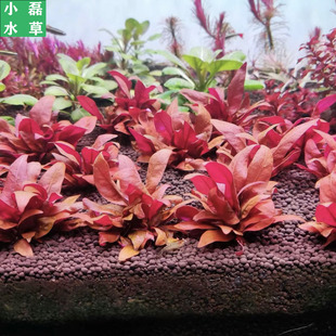 小磊水草迷你血心兰水下叶阳性草前景草缸造景红草