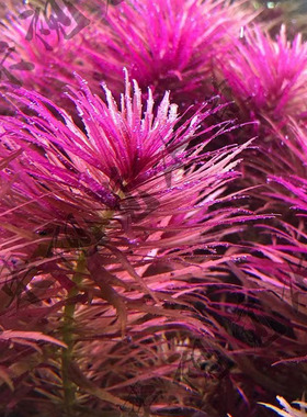 紫三角水草紫百叶自养水下叶中后景水草ADA水草紫色水草宫廷水草