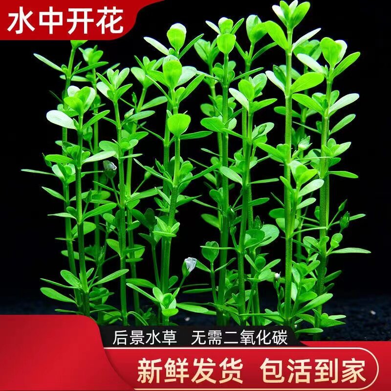 小对叶水草鱼缸水族造景前景中后水草