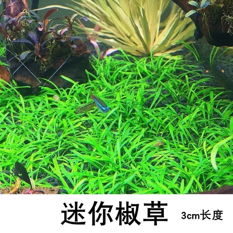 迷你椒帕夫椒草前景水草阴性水下叶无需二氧化碳鱼缸草缸造景淡水