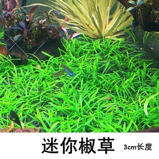 迷你椒帕夫椒草前景水草阴性水下叶无需二氧化碳鱼缸草缸造景淡水