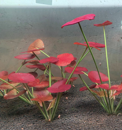 ada睡莲水草稀有水下叶玩家自养活体植物草缸造景中后景淡水套餐