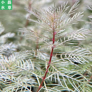 白雪花羽毛水草中景草荷兰景稀有高端新品白色水草
