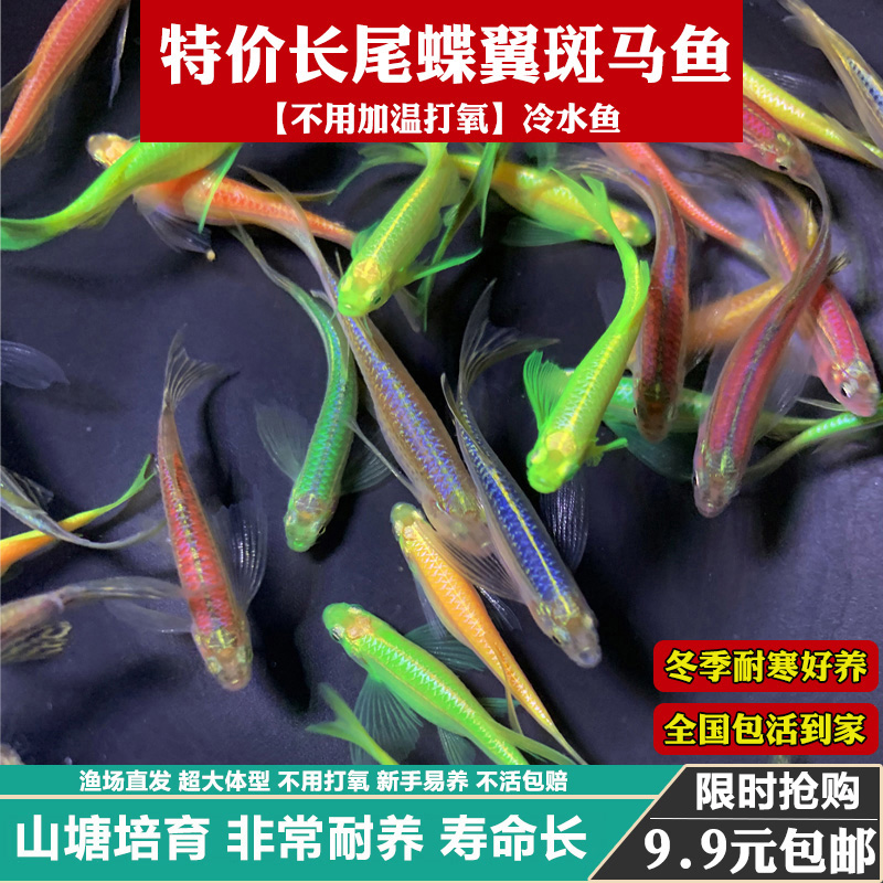 长尾蝶翼斑马鱼长鳍大帆翡翠绿观赏鱼龙凤冷水小型淡水好养小活鱼