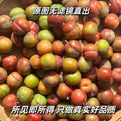 正宗广东三华李大果速发