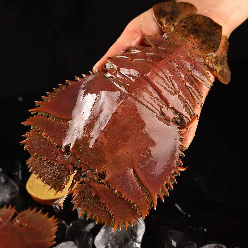 琵琶虾鲜活刺身超大虾爬子九齿扇虾海捕速冻新鲜即食皮皮虾水产