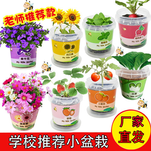 儿童植物种植观察小盆栽向日葵