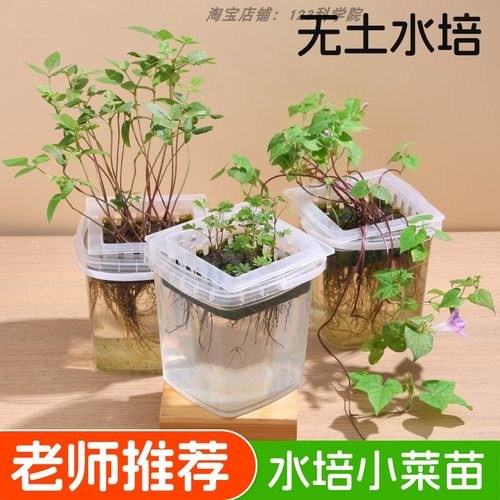 水培绿豆种子幼儿园无土水培