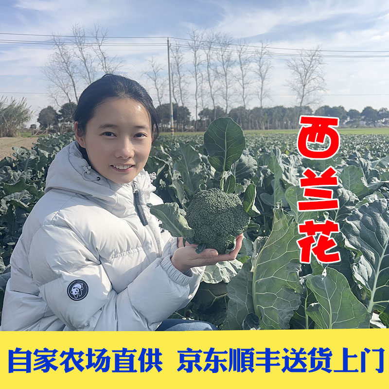 京东顺丰包邮新鲜现摘西兰花西蓝花绿花菜青花椰菜菜花时令蔬菜