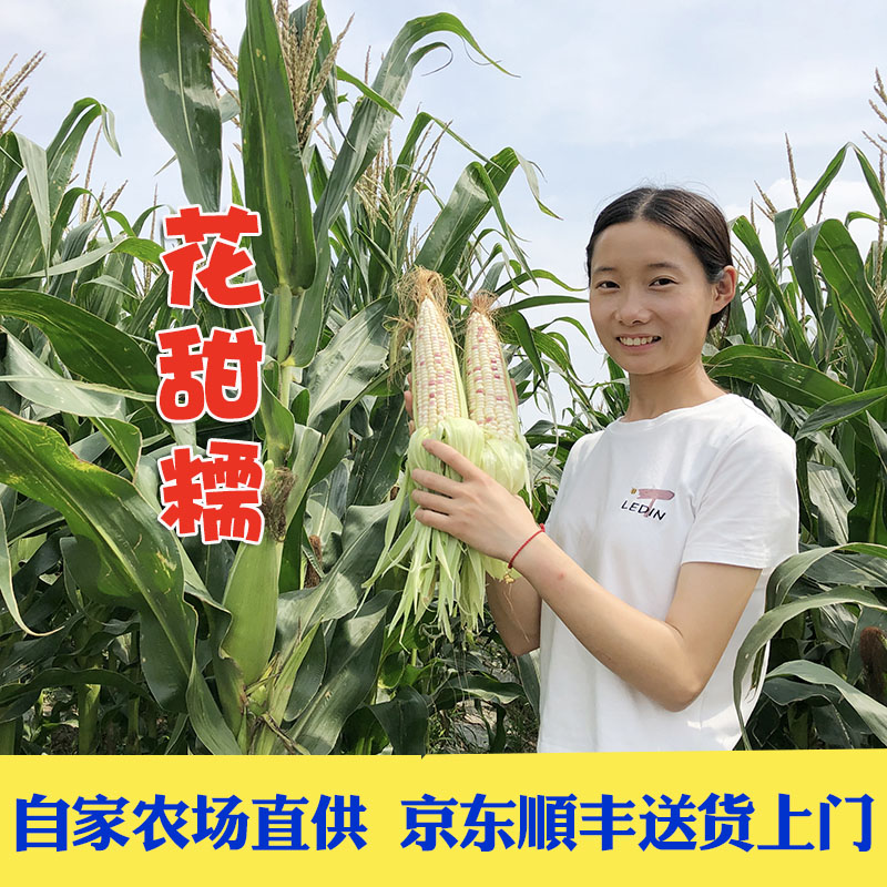 新鲜现摘花玉米软糯香甜