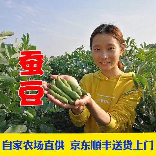 新鲜现摘农家蚕豆兰花豆